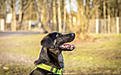 Click image for larger version

Name:	Danny the dog 024.jpg
Views:	525
Size:	540,1 Kt
ID:	1632335