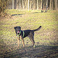 Click image for larger version

Name:	Danny the dog 023.jpg
Views:	496
Size:	815,5 Kt
ID:	1632336