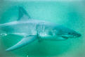 Click image for larger version

Name:	the great white - south africa 2008 - disposable film camera.jpg
Views:	520
Size:	126,2 Kt
ID:	1641631