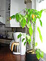 Click image for larger version

Name:	DSCN1894.jpg
Views:	649
Size:	61,5 Kt
ID:	1600623