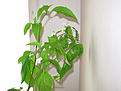 Click image for larger version

Name:	DSCN1896.JPG
Views:	587
Size:	182,0 Kt
ID:	1600624