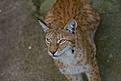 Click image for larger version

Name:	lynx.jpg
Views:	606
Size:	65,4 Kt
ID:	1603614