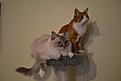 Click image for larger version

Name:	DSC_0272.jpg
Views:	800
Size:	90,6 Kt
ID:	1615889