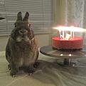 Click image for larger version

Name:	Zorritos_4v.jpg
Views:	767
Size:	139,7 Kt
ID:	1615927
