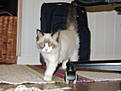 Click image for larger version

Name:	IMG_1151.jpg
Views:	688
Size:	97,0 Kt
ID:	1617514