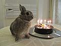 Click image for larger version

Name:	Birthday-Bunny-5.jpg
Views:	761
Size:	253,9 Kt
ID:	1622019