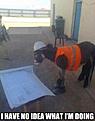 Click image for larger version

Name:	no-idea-what-i-am-doing-donkey.jpg
Views:	1792
Size:	35,2 Kt
ID:	1623900