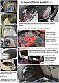 Click image for larger version

Name:	7. Subwooferin asennus.jpg
Views:	931
Size:	189,1 Kt
ID:	1628352
