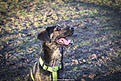 Click image for larger version

Name:	Danny the dog 028.jpg
Views:	574
Size:	821,2 Kt
ID:	1632337