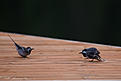 Click image for larger version

Name:	IMG_3635-1.jpg
Views:	739
Size:	127,4 Kt
ID:	1632922